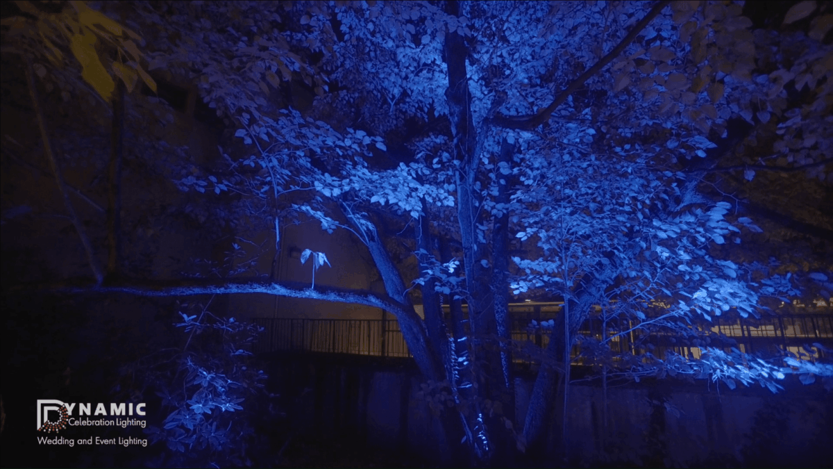 Large tree uplit with vibrant blue lights at night