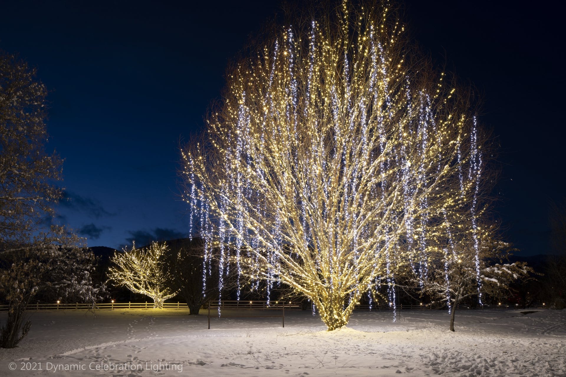 Tree draped in sparkling white holiday lights, glowing brightly in a snowy landscape at night.